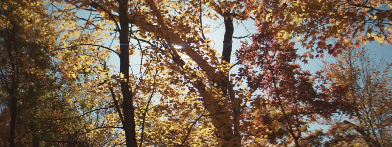 The leaves are brown on the tree