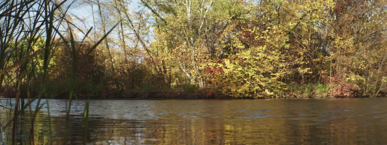 Calm waters of a river flowing throught the bushes at day time