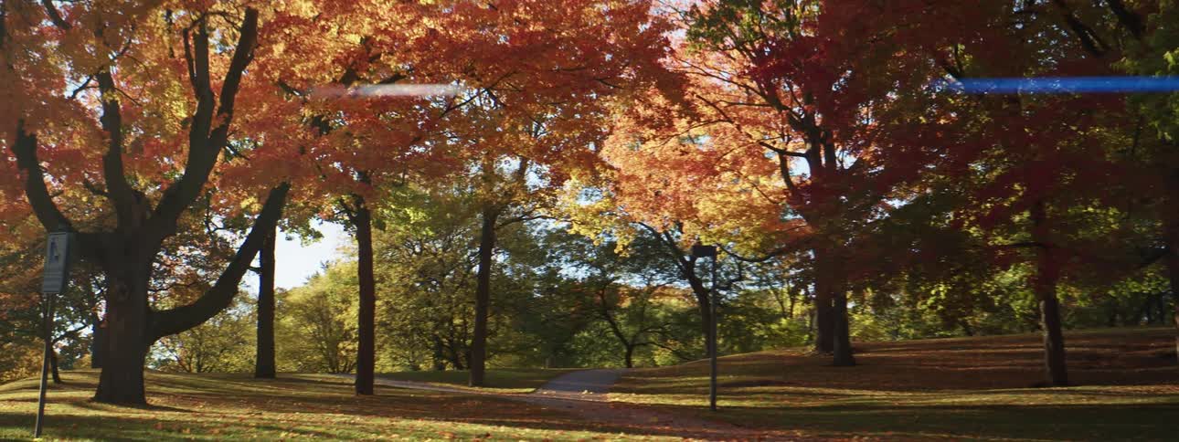 Autumn park with brown leaves