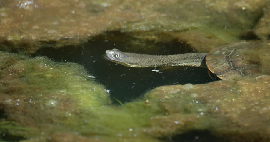A long necked turtle floats just at the surface of the water