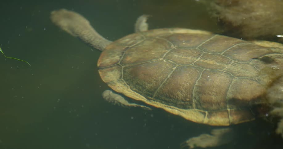 A turtle swimming in a murky pond