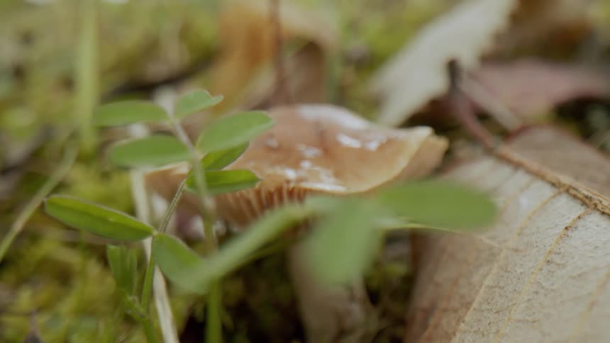 Close up of plants and mushrooms