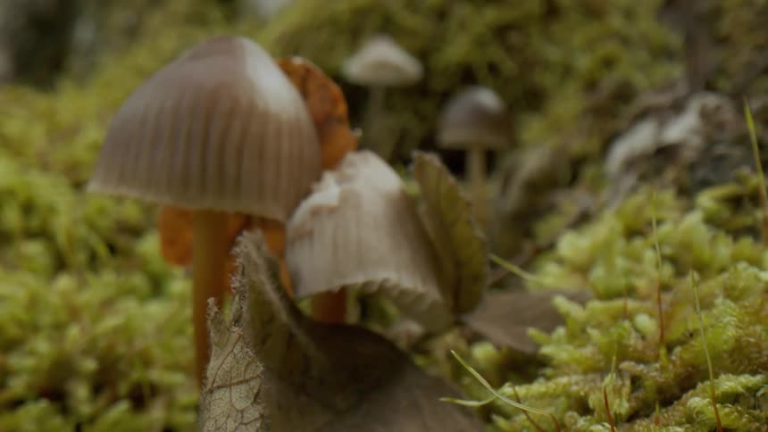 Close up of mushrooms and fungys growing over the moss