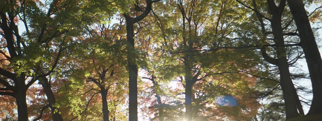 Sun shines through autumn trees in the park