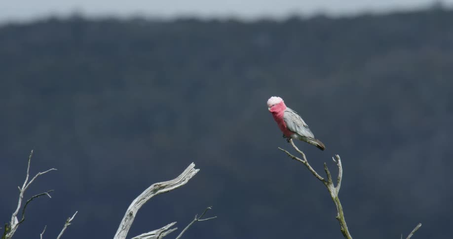 Grey and red bird with a spot of white on its head perched on a branch outdoors at daytime