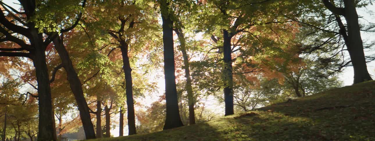Trees with fall colored leaves and a bright sun in the sky