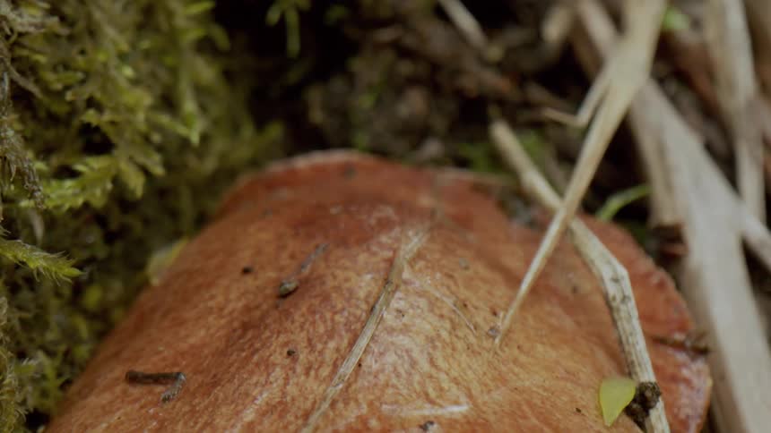Closeup of the cap of a fungus showing its porous underside and the fine texture on top