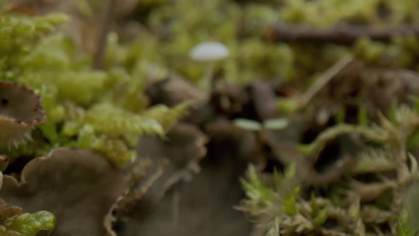 Close up of a small white mushroom growing on the soil of a forest