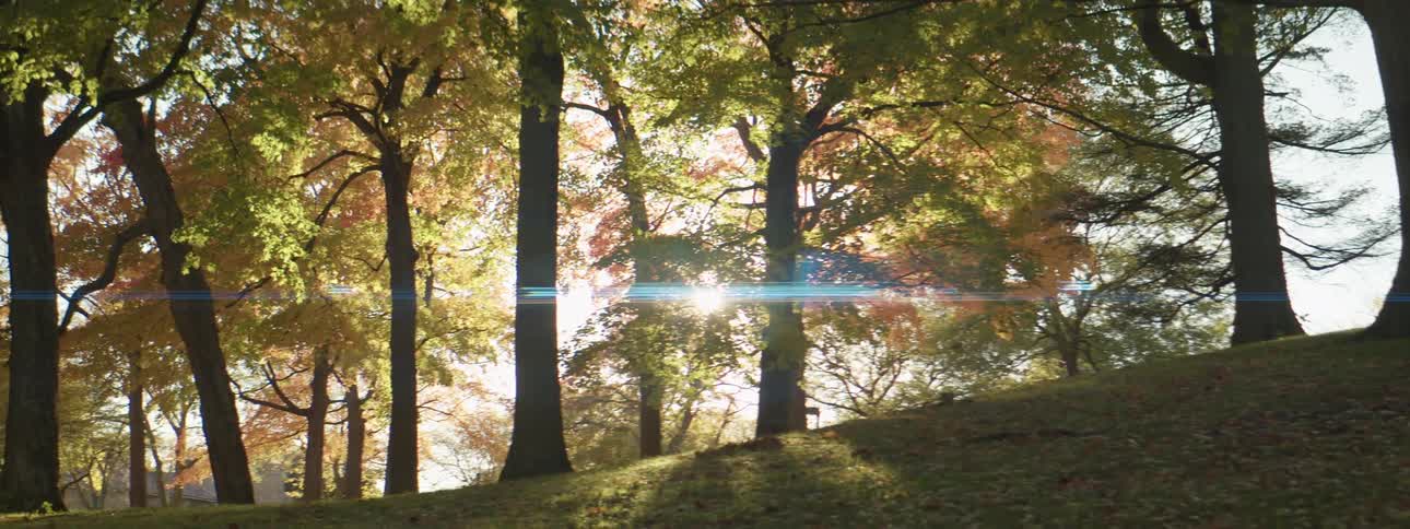 Sun shines through autumn trees in the park