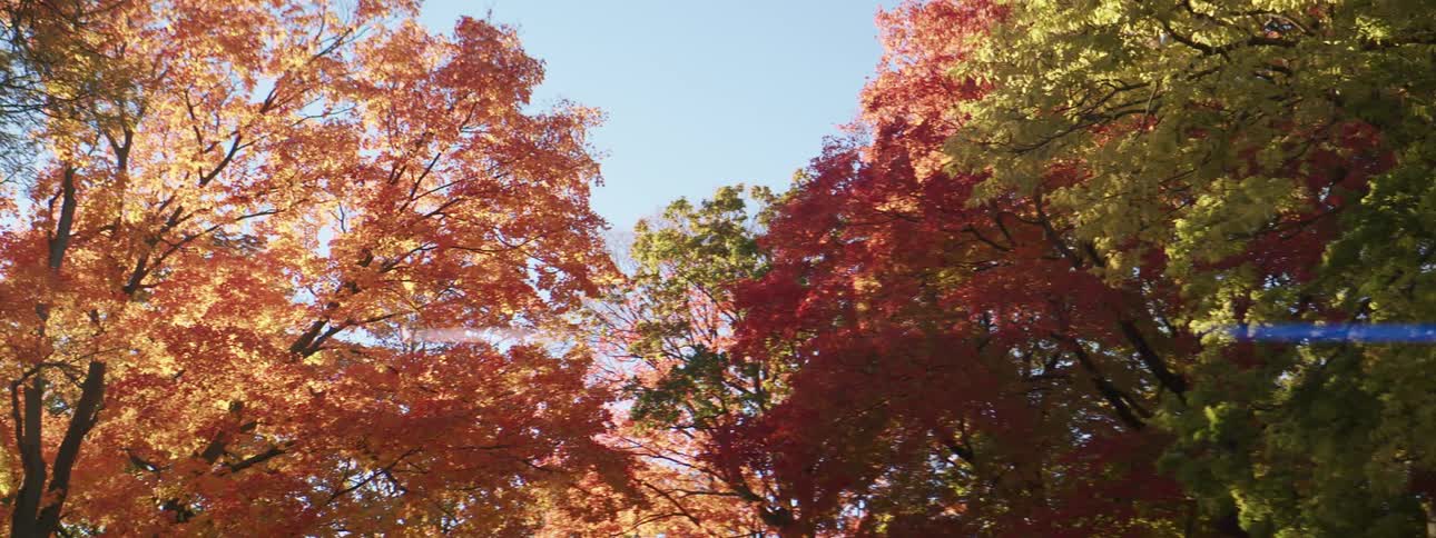 The yellowing foliage of a group of trees on a sunny autumn day
