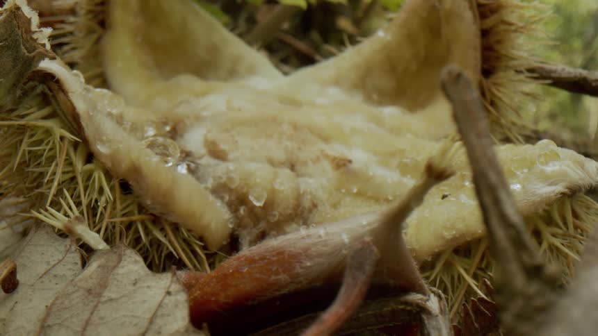 A piece of fallen fruit sits at the base of a tree and its cracked opening forms a star shape