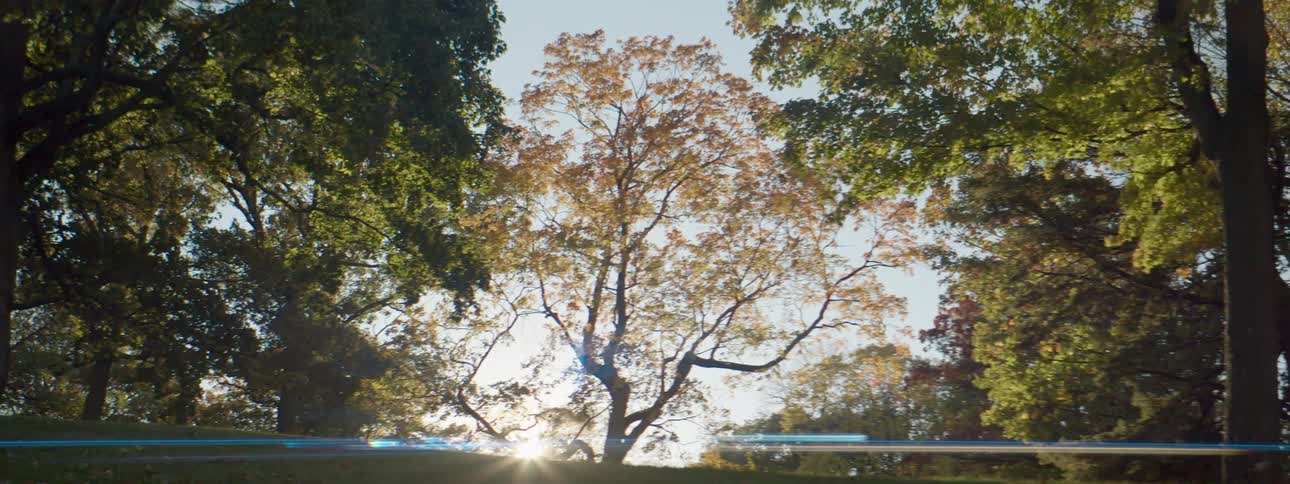 Autumn trees in a forest swaying in the wind