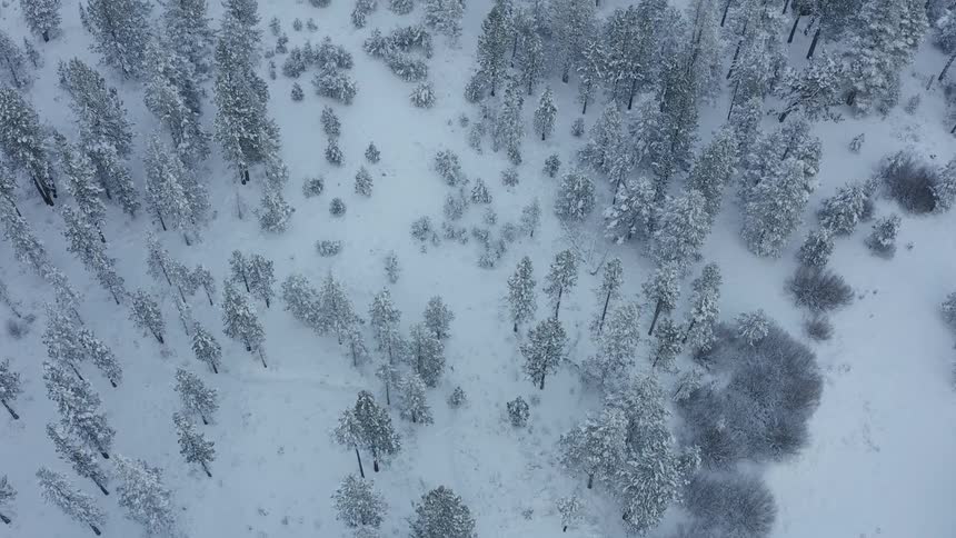 A forest covered in snow and frost during the day
