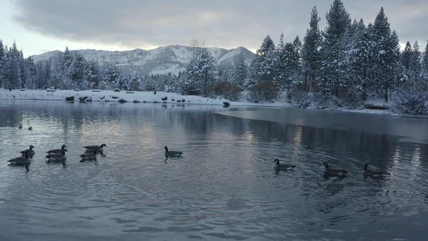 Flock of ducks swimming on a lake near the snow covered pine tree forests in the mountains at sunset