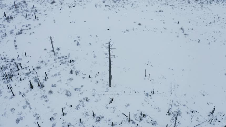 Snow covered land with many barren trees