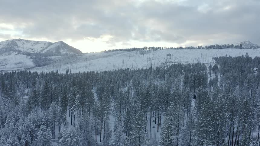 Snow covered pine forest with mountains on the horizon on a cloudy winter day