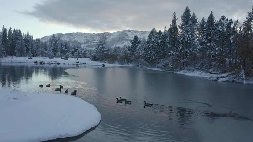 Birds swim in water on a winter day with snow covered trees on all sides and mountains in the background