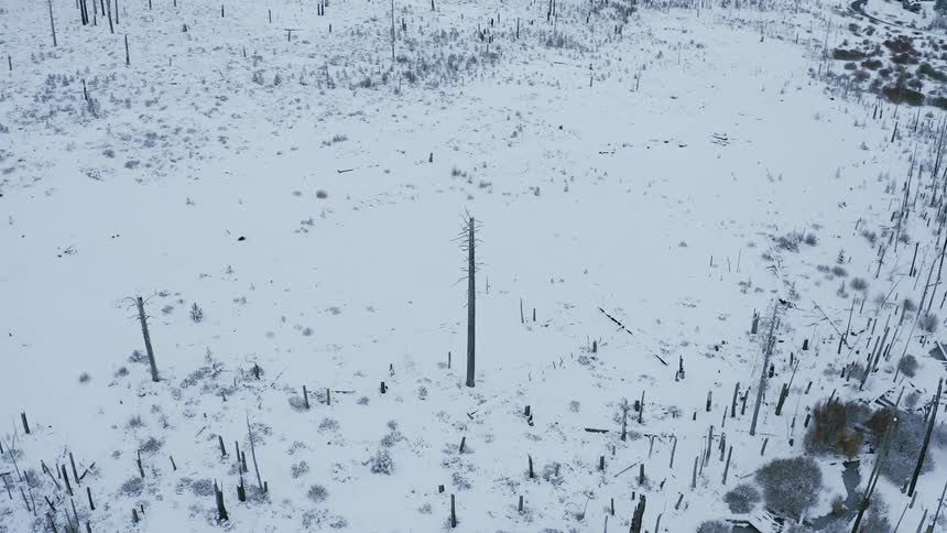 Aerial view of snowy land with bare trees