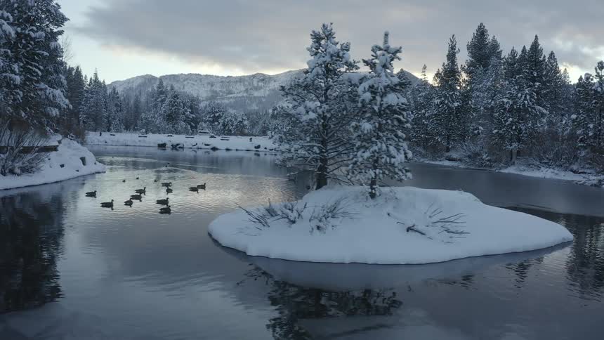 A snowy forest with trees surrounding a small lake where ducks are swimming at daytime