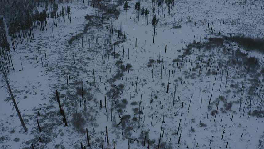 Snow covered mountains and field scattered with barren trees on a winter day