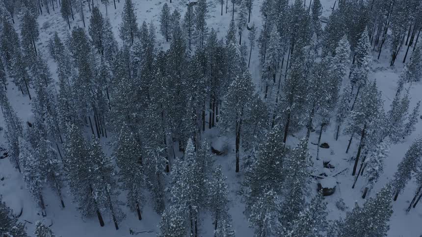 The forest is covered with snow by the mountain