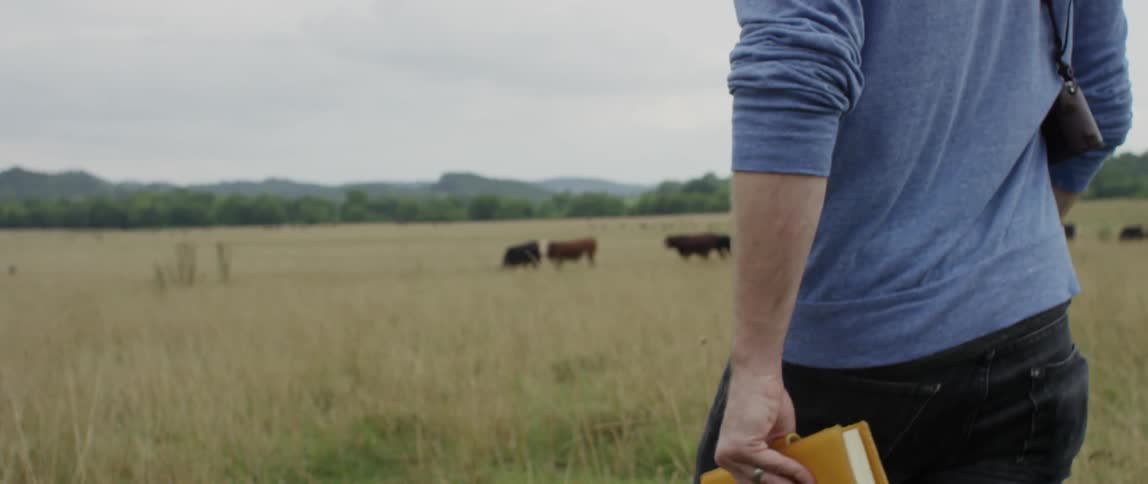 A man is walking across a field with cows on it
