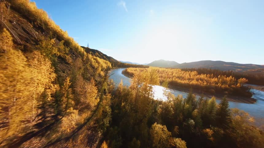 Aerial view of a river crossing through the pine tree forests in the mountains at day time