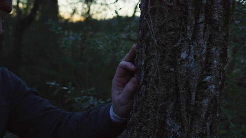 A man touches the trunk of a tree before gazing up at its branches while standing in a woodland at sunset