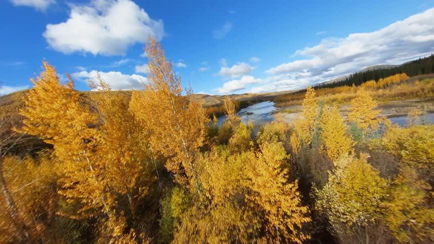 Flying over forest of autumn trees and a river with a mountain in the distance