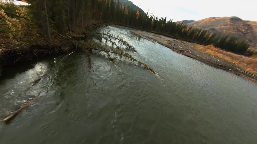 Aerial view of a river flowing through the pine trees in the mountains