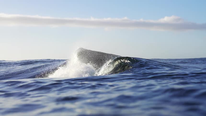 A wave rolls and crashes in the ocean on a sunny day