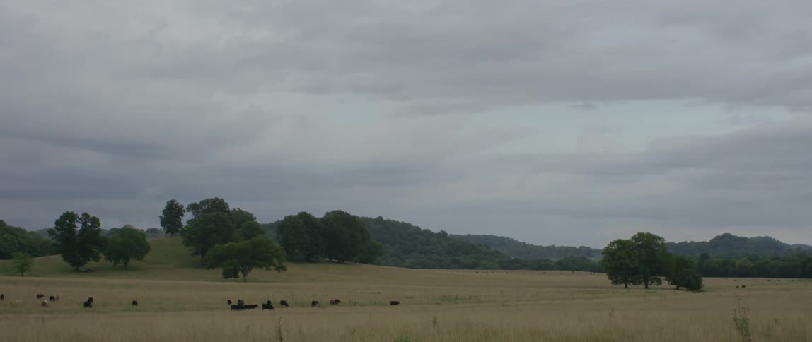 Cattle graze in a field on a cloudy day