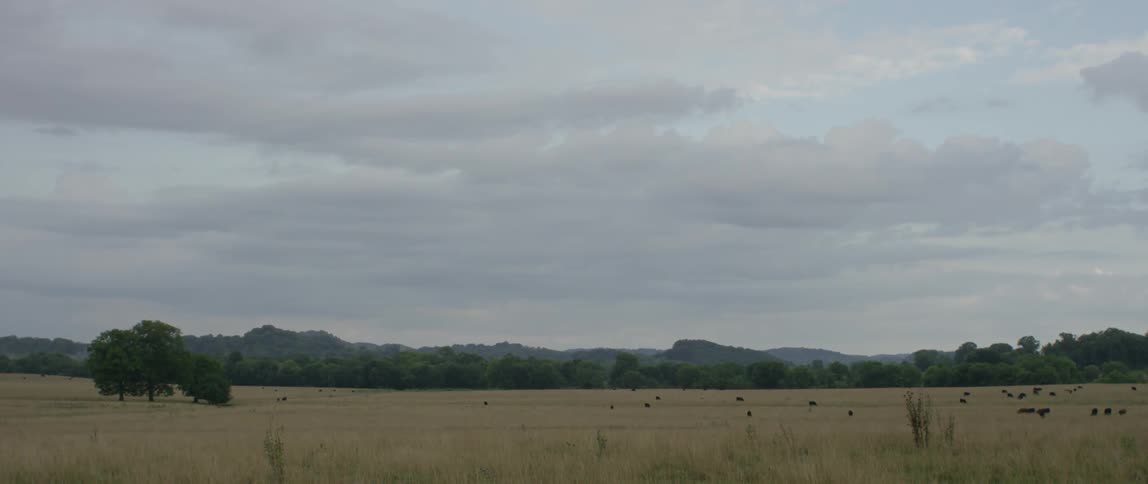 A field on a cloudy day with livestock grazing in the distance