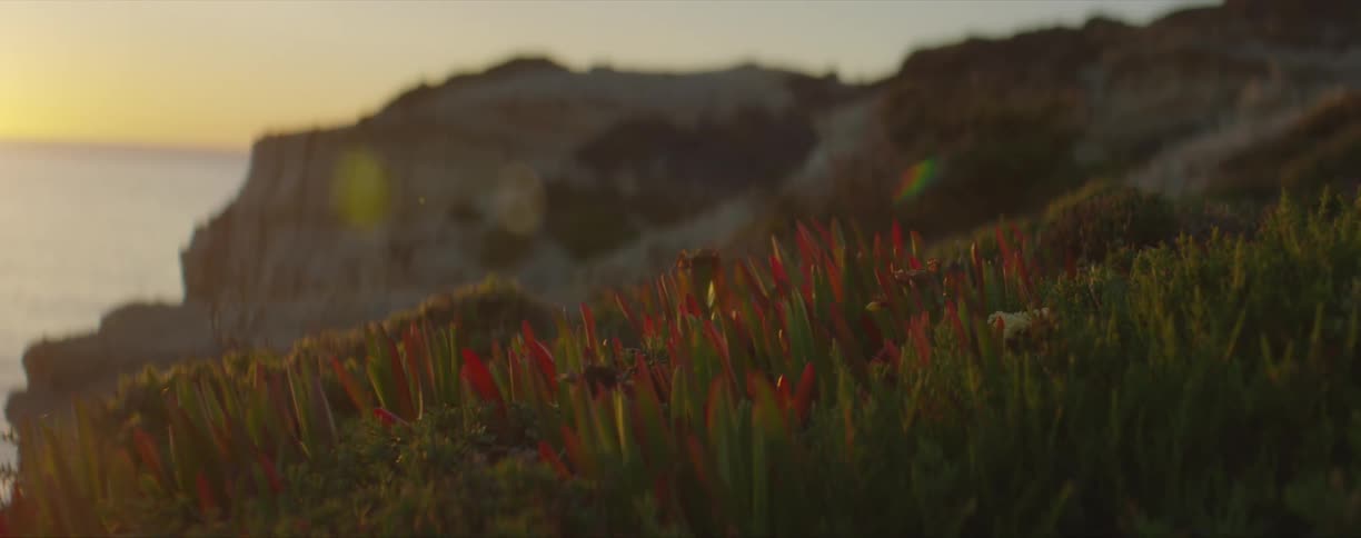 Close shot of grass by a coastal cliff