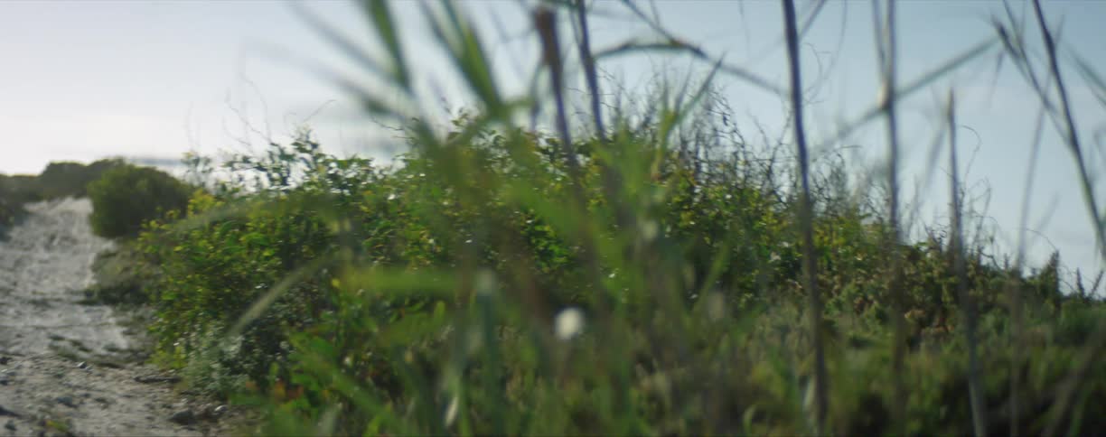 Grass and bushes on a hill