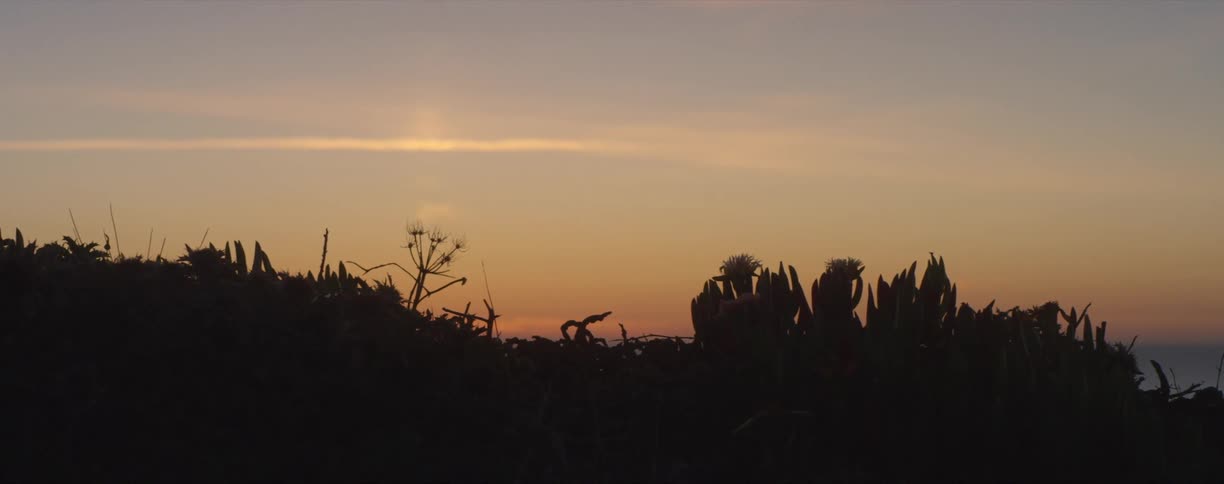 A landscape with silhouettes of plants with the sky and clouds in the background