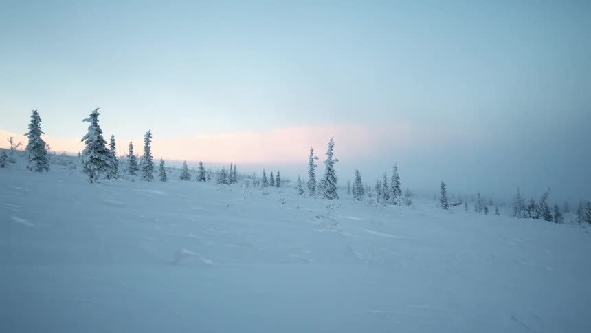 The hill is covered with trees and heavy snow