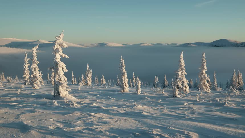 A snow covered field of frozen trees in the arctic on a clear day