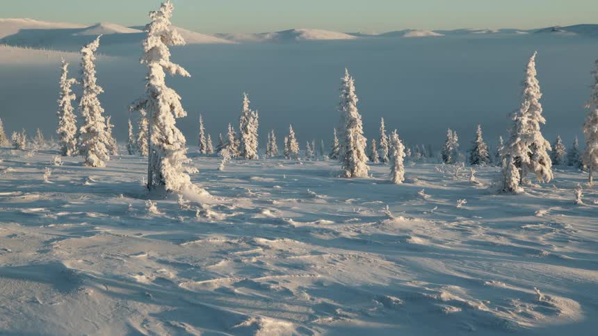 Pine trees in a forest are covered under a thick layer of snow and ice