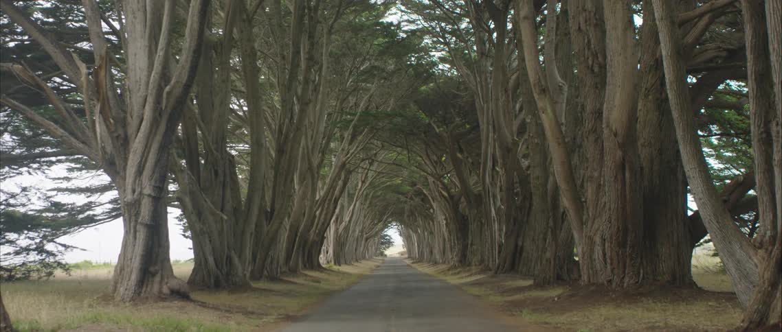 Large mature trees lining a rural road on a summer day