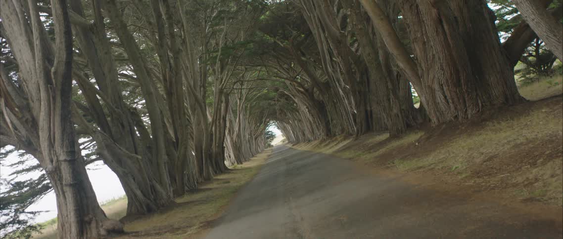 Twisting footage of a road going thorugh a tree tunnel at day time