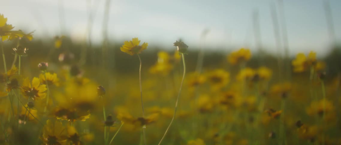 Small yellow flowers in a field during the day