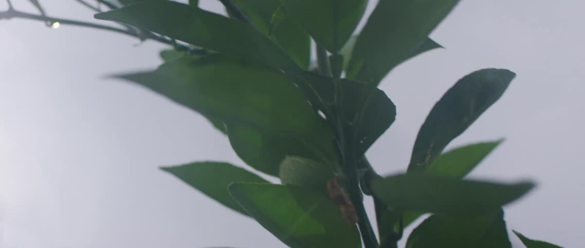 Dew drops from the leaves of a tall plant outdoors