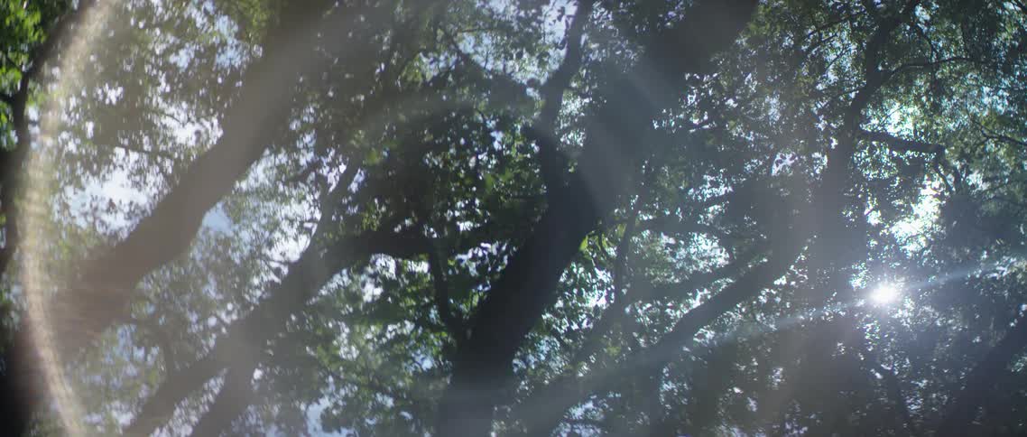 Trees in a forest against a blue sky and sun