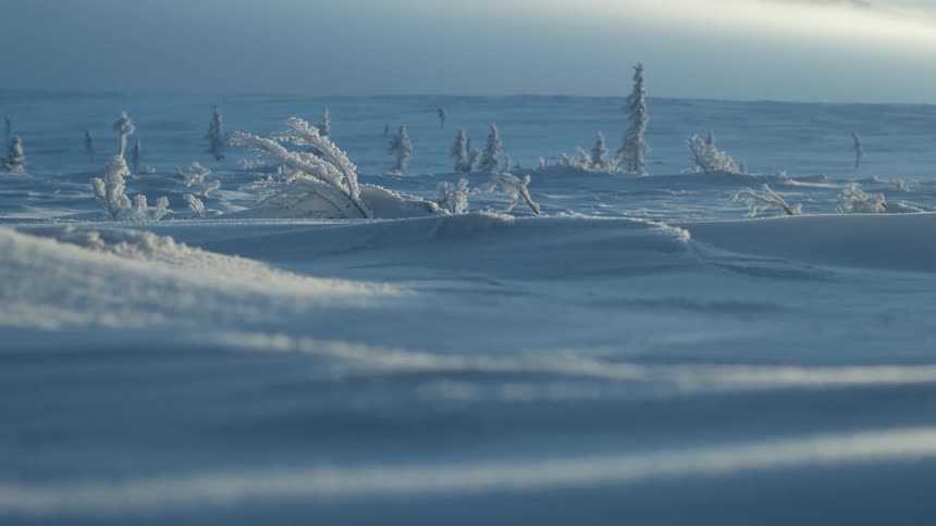 Trees are blown sideways and frozen under a thick blanket of snow