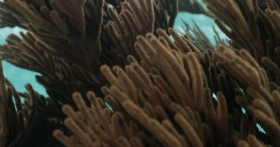 Plants moving under water
