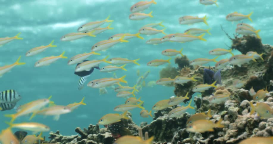 Tropical fish school swimming over the coral reef in the clear blue ocean water