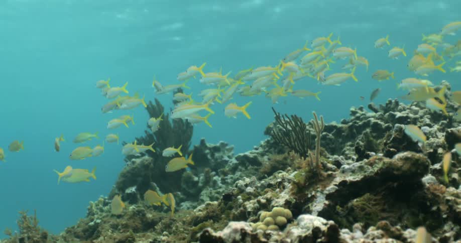 Fish are swimming underwater in the ocean