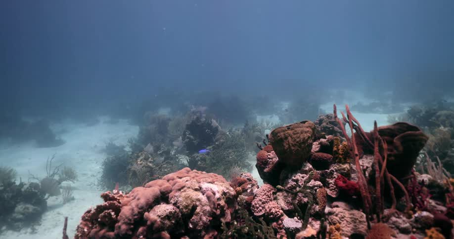 A coral reef underwater with fishes swimming and sand