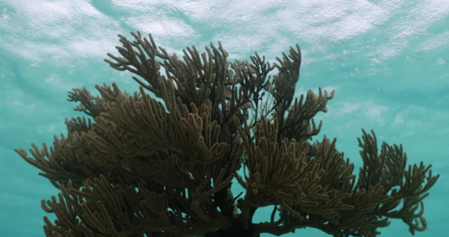 Small gray fish swim around a tree line plant blowing backward from strong ocean waves